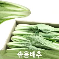 솎음배추 4kg 1박스 두리반농산