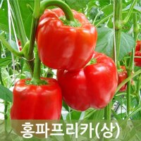 홍파프리카(상) 5kg 두리반농산