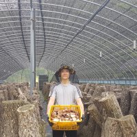 유기농 무농약 참나무재배 건표고 생표고 말린 마른표고버섯