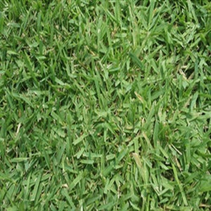 한국롤잔디 40cm 60cm 3장 들잔디 천연잔디