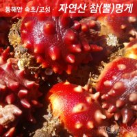 자연산 멍게 동해안 속초/고성 참멍게 뿔 꽃멍게 1Kg