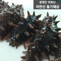 동해 해삼 속초/고성 돌기해삼내장 고노와다