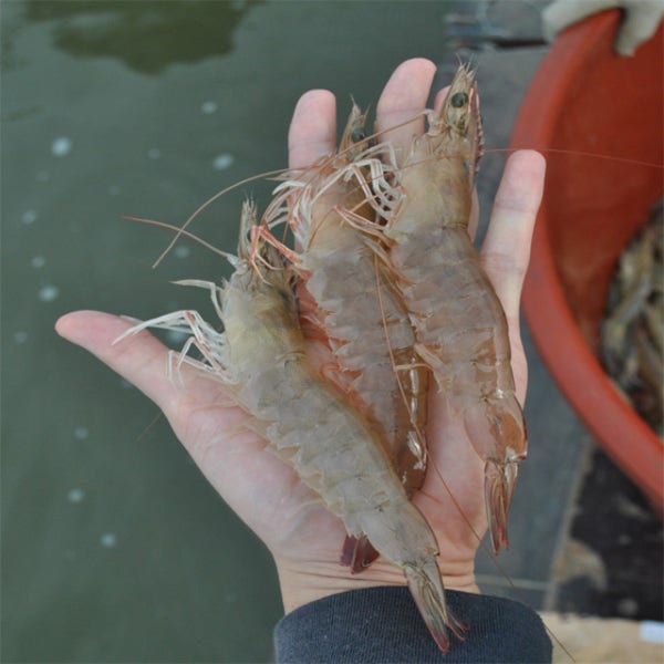 국산 흰다리새우 1kg 왕새우 제철