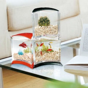 Betta Fish Tank [베타어항 보라색] 베타박스/소형어항