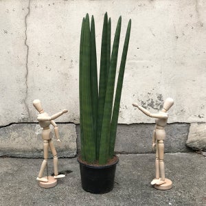 스투키 60cm 실내공기정화식물 산세베리아 소형 중형 대형 분갈이용 포트