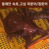 제수용 피문어1Kg 자숙문어숙회 이바지 참문어가격 속초/고성 대왕문어시세