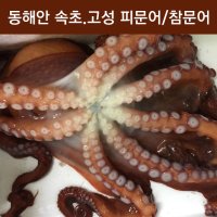 제수용 피문어5Kg 자숙문어숙회 이바지 참문어가격 속초/고성 대왕문어시세