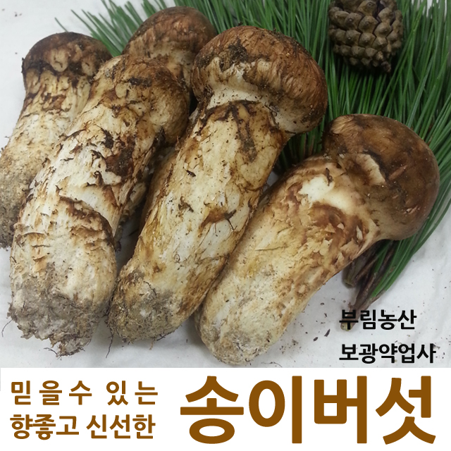 송이영농 이미지