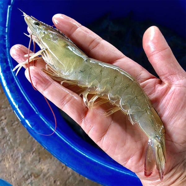 국산 흰다리새우 1kg 왕새우 생새우 활새우 회 제철