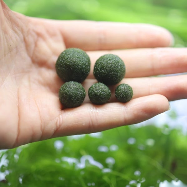 마리모 1cm 진짜마리모키우기 도매