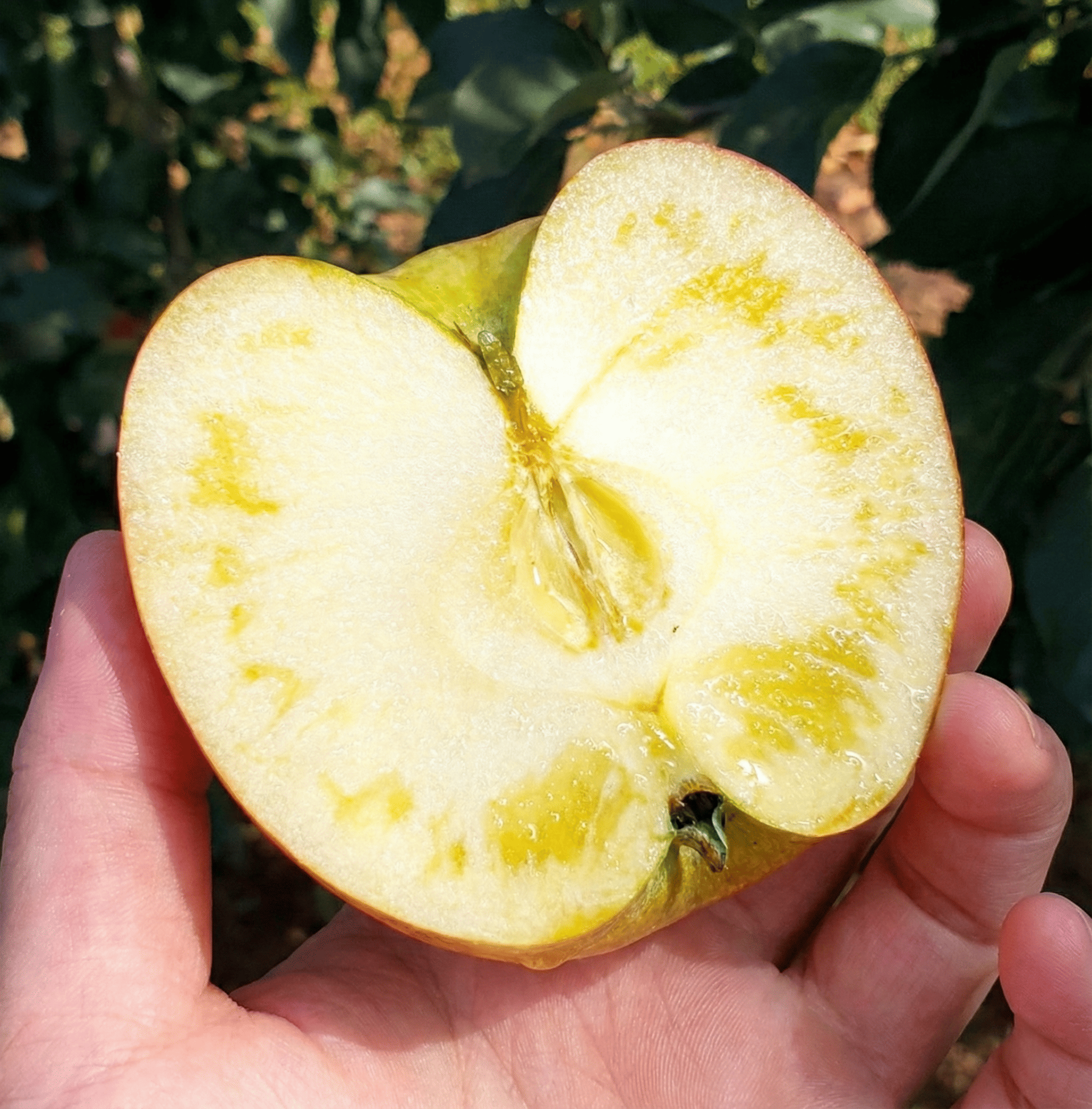 사과 프리미엄 고당도 햇 꿀사과 가정용 시나노골드 설 <b>설날</b> 명절 과일<b>선물</b>세트 2kg 5kg