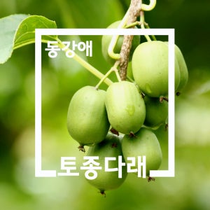 해발 700고지에서 자란 힐링 품은 동강애 토종다래 2kg
