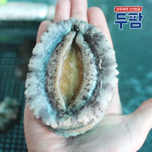 완도 특대 전복 8미 1kg 내외 전복선물세트 명절 부모님선물