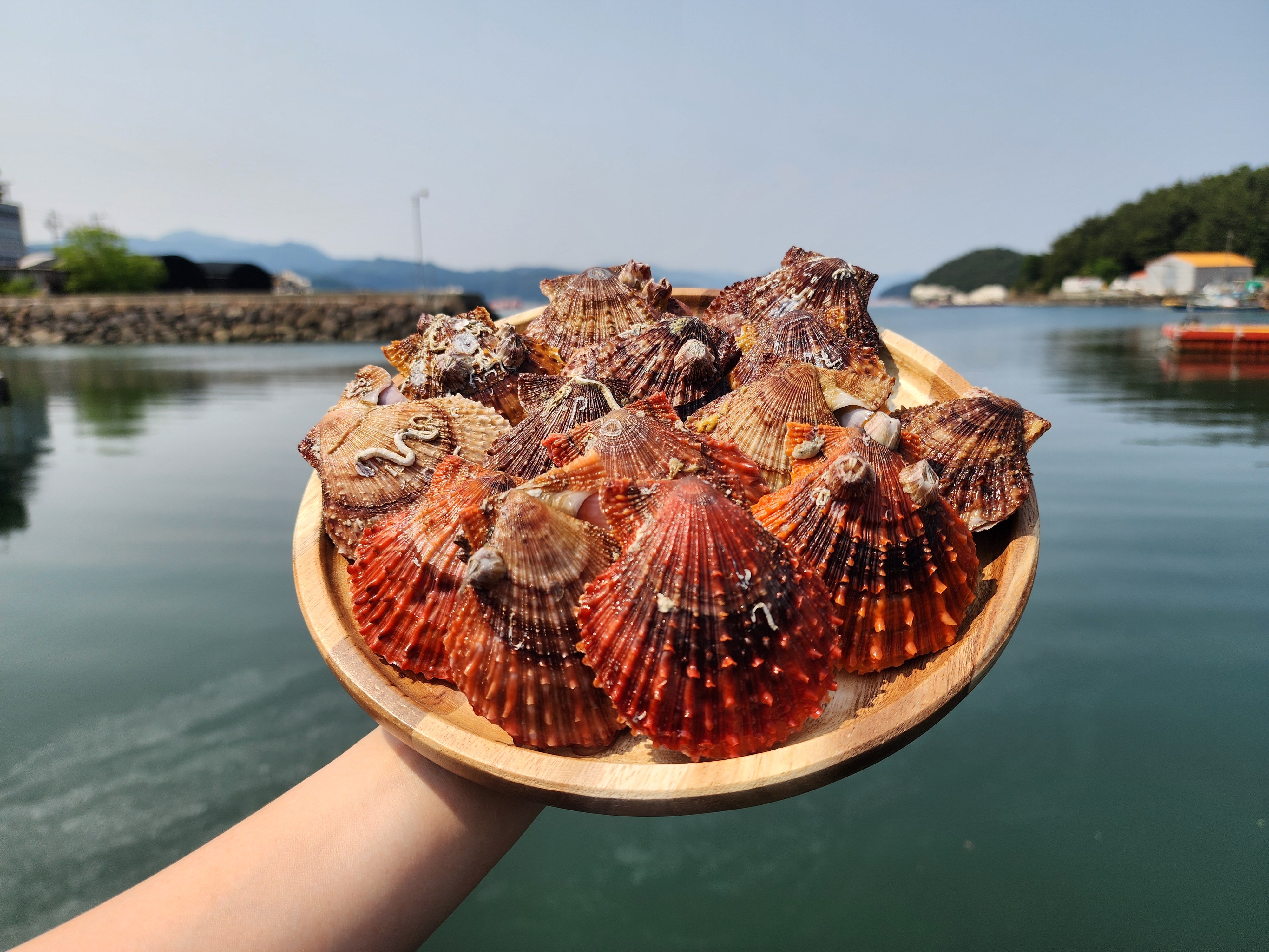 통영 비단 홍 가리비 세척 제철 1kg