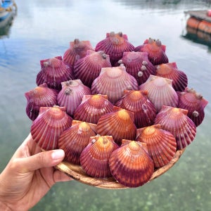 통영 가리비 비단 홍가리비 세척 제철 1kg