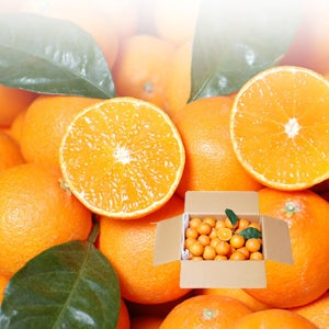 제주 황금향 노지 타이벡 감귤 3kg