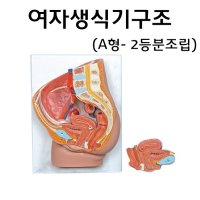 수업교구 여자생식기구조(A형)(2등분조립식) RAR