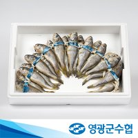 [영광군수협] 법성포 영광굴비 20미 홈쇼핑 국산 참조기 명절 선물세트