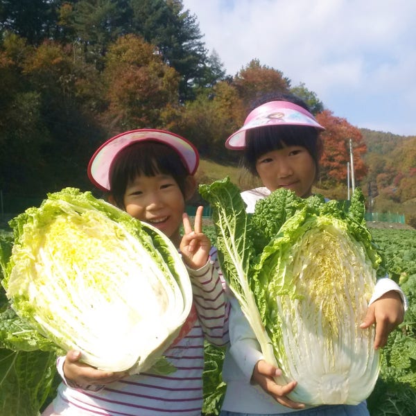 26년 괴산 젊은농부 절임배추 20kg 예약 아삭 달콤한 김장배추