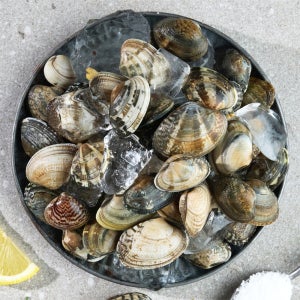 고창 참 바지락 5kg-해수해감 바지락