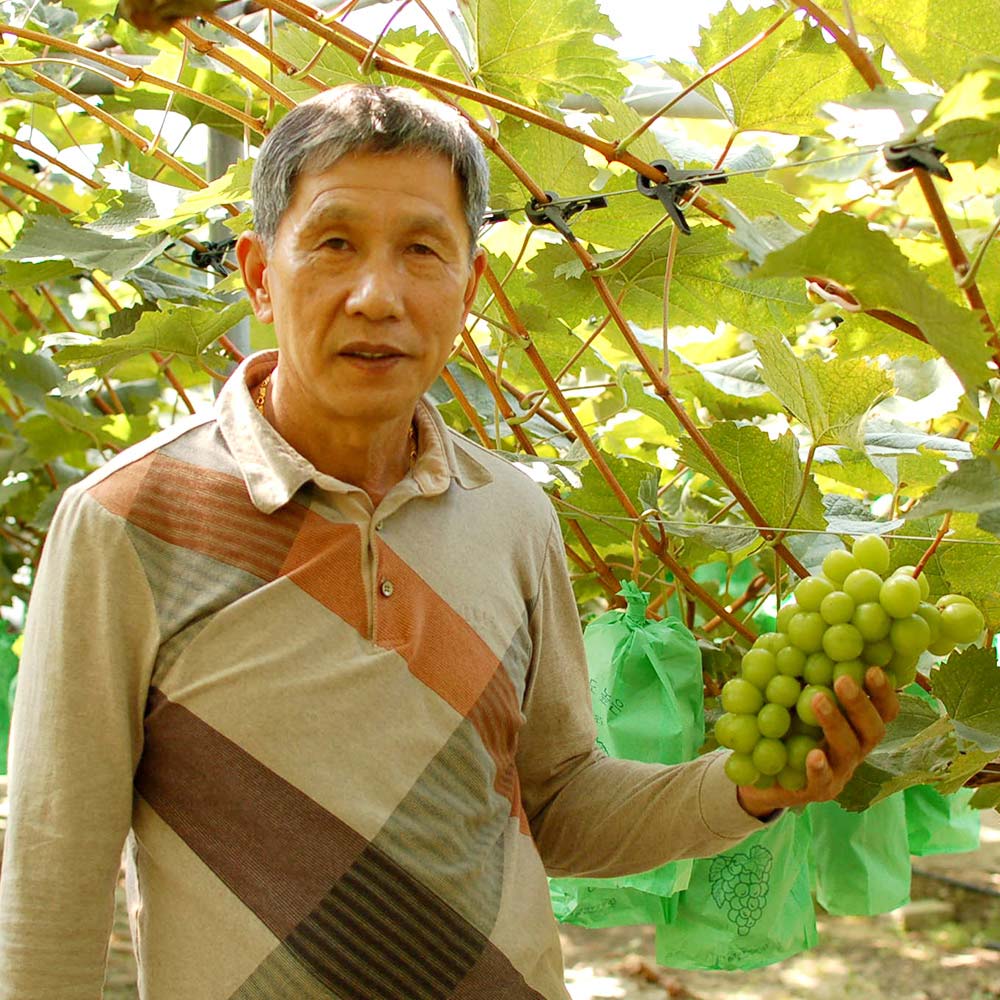 샤인머스켓 고당도 수출용 망고포도 가정용 집들이 제철 설 설날 명절 선물세트