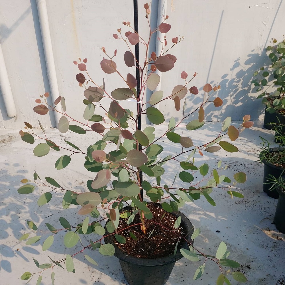 유칼립투스 폴리안 중품 1그루