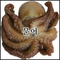 문어1kg 싱싱한 생문어 1~2마리