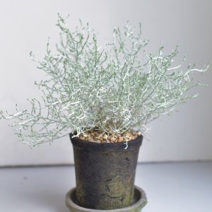 쿠션부쉬 수제 토분 특이한 식물