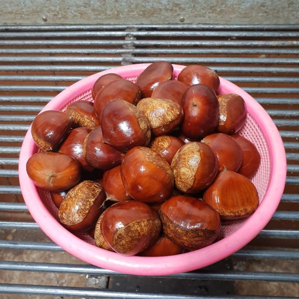 26년 공주밤 햇밤 알밤 왕밤 생율 생밤 맛밤 2kg
