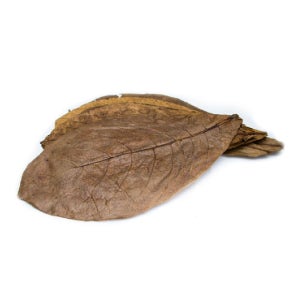 탄토라 알몬드잎 XL (10장)