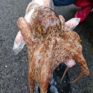 산지직송 고흥 자연산 급냉 돌문어 1kg 1-3마리