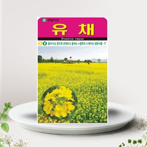 유채씨앗 2000립 꽃씨앗 유채꽃 유채씨 야생화