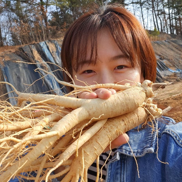 인삼 수삼 금산인삼 세척 원수삼 믹서 한채