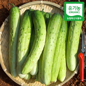 유기농 오이 백다다기 20개입 경북 상주 산지직송