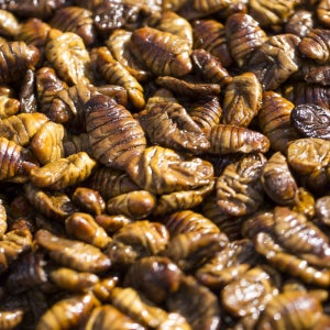 추억의 국민간식 냉동 번데기 2kg / 번데기탕 대용량