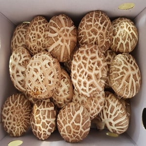 표고미로 표고버섯 상품1KG