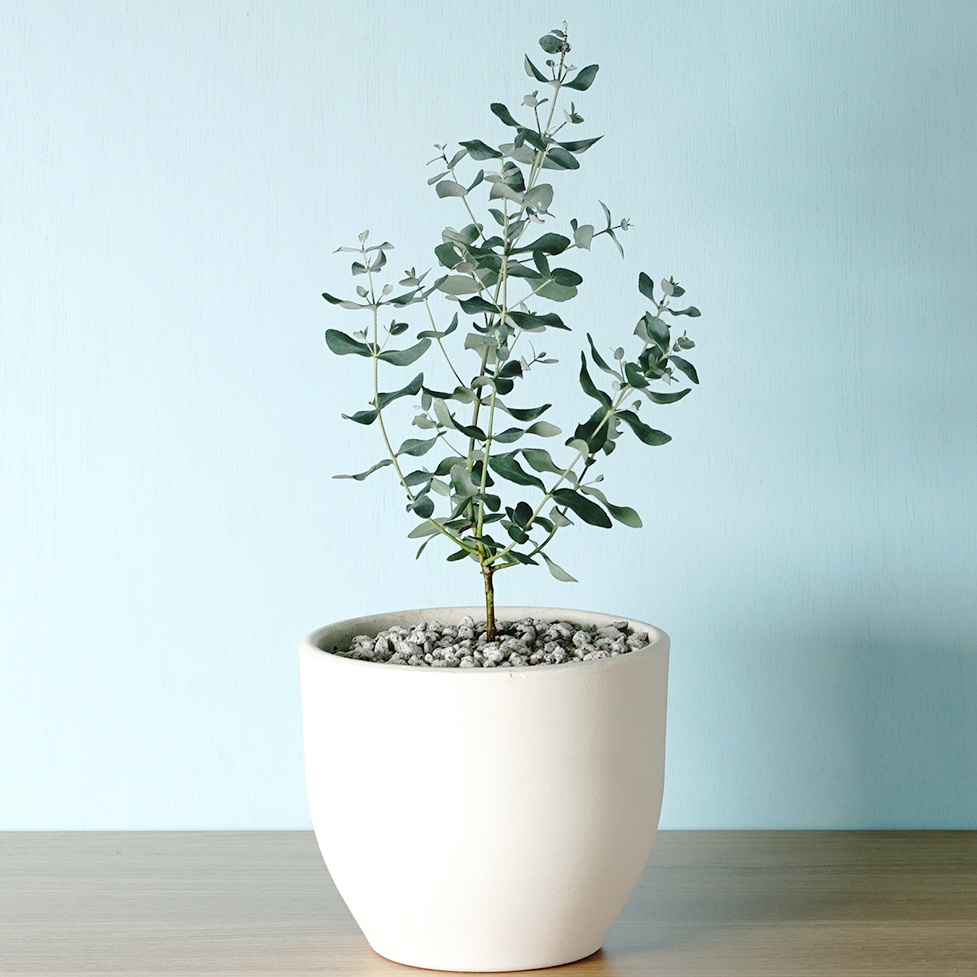 유칼립투스 화분 실내공기정화식물 키우기 쉬운 반려식물 플랜테리어