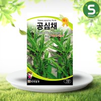 공심채씨앗 10g 공심채 아열대채소 샐러리 쌈채소