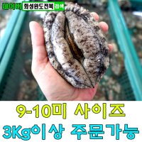 완도참전복 특대 활전복9-10미1kg 초특가판매 [화성완도전복직판장]