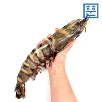 블랙타이거새우 1마리 대왕 킹타이거새우 40cm