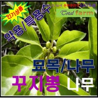 GS3/노나무(개오동나무)/ 실생 1년생 5주