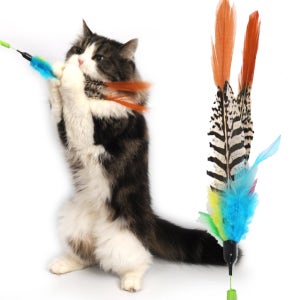 펫모닝 스윙캣 금계 고양이 낚시대