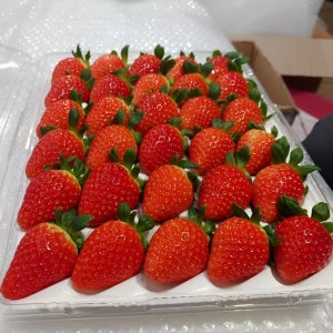 농장에서 방금 수확한 딸기 프리미엄 생딸기