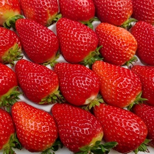 설향 딸기 대과 750g 12브릭스 이상 산지직송