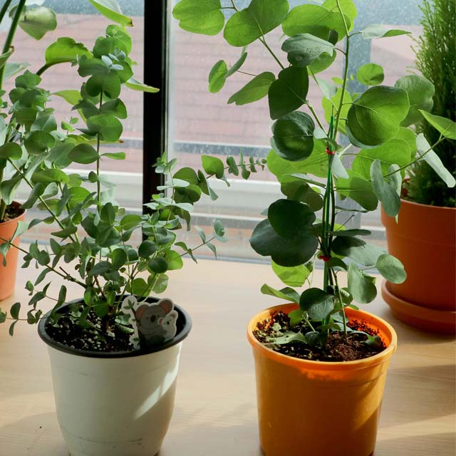 유칼립투스 미세먼지정화식물 키우기쉬운 실내공기 청정 먼지먹는 인테리어 플랜테리어 거실화초