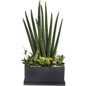 맑은 공기 스투키(높이 약80cm 내외)-[플라워시티] 당일전국,무료배송,공기정화,승진,취임,인사,영전,이동,진급,선물,축하,화분,원예,숯,미니화분