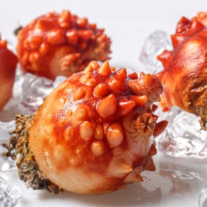 통영 활 멍게 1kg 깐 멍게 400g 800g 손질 멍게 해물