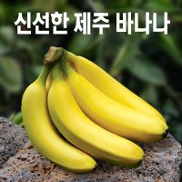 [스위트몽키] 국내산 무농약 제주바나나 3kg