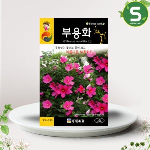 부용화씨앗 2g 부용화 꽃씨앗 꽃씨 야생화