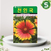 천인국씨앗 100립 천인국 꽃씨앗 꽃씨 야생화